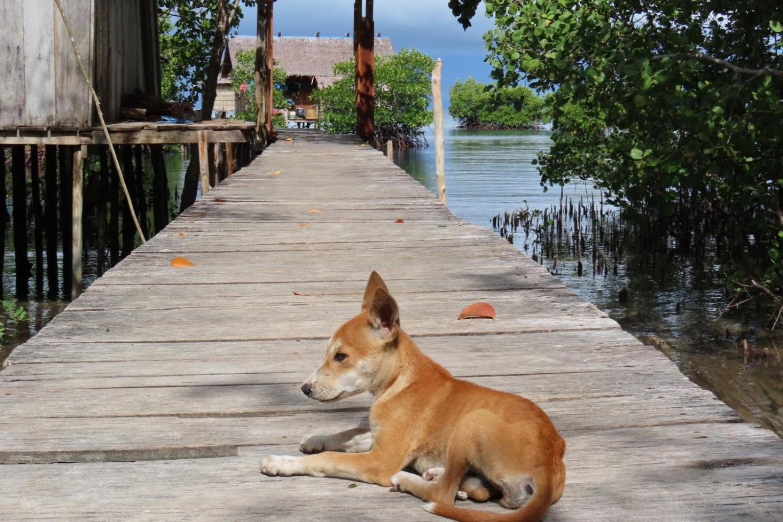 Nyanse Homestay - Raja Ampat Besir ภายนอก รูปภาพ